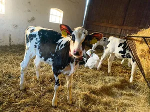 Während die Kuhkälber im Kälberschuppen via Transponder und Automaten gefüttert werden (im Bild), sind die Bullenmastkälber in der Aussenhütte und werden an der Milchbar gefüttert.