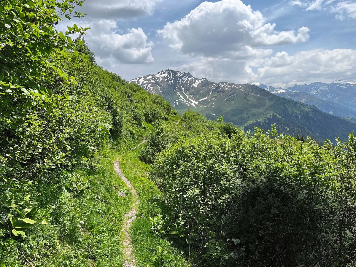 a7290b6435e1b6de206d7fc6f8cbabd30c28d555c5c7d420235be2d482857bc8 Ein Wanderweg führt mitten durch einen Hain von Grünerlen, die mittlerweile rund 3 Meter hoch sind und eine ehemalige Alpweide überwuchern.