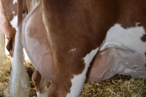 Entzündete Euter werden oft mit Antibiotika behandelt. (Bild Peter Fankhauser)