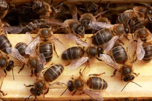 Was summt denn da? Das ist die einheimische Dunkle Biene. (Bild mellifera.ch)