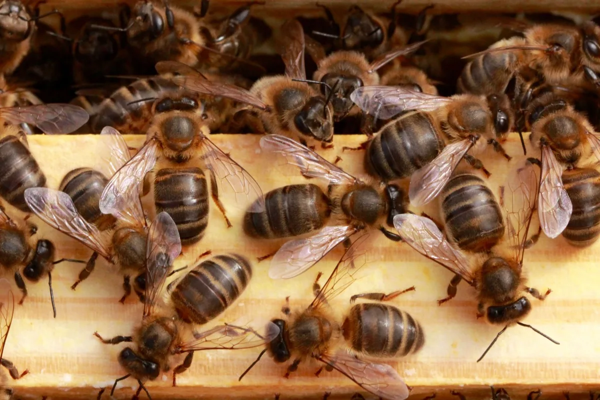 2df126cf5c1365be3bcd060c825ae824774e4116 Was summt denn da? Das ist die einheimische Dunkle Biene. (Bild mellifera.ch)
