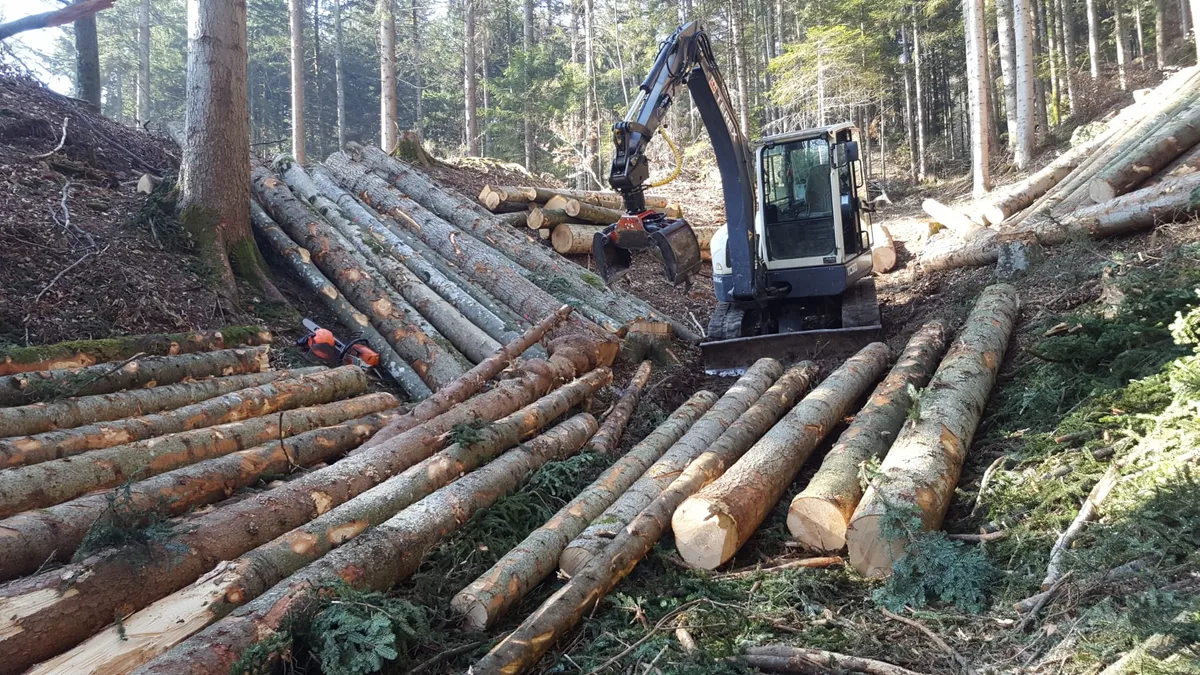 «Der Wald passt sich selber an die veränderten Umweltbedingungen an»