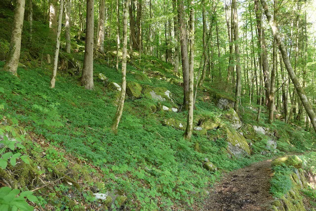 a48d4c7864a8faa5f3934c6b04ca76f4c9d2f28a Im Kanton Basel scheint der Wald überdurchschnittlich stark in Mitleidenschaft gezogen worden zu sein. (Symbolbild Wald Schweiz)