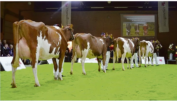 18481d7f27101cf609a16335ce06e522ae754940 Töchter von gewissen Stieren, haben eine tiefe Lebendgeburtenrate. Dazu zählen zum Beispiel Isor, Absolute, oder das Odyssey- und das Ladd-Blut.(Bild pf)