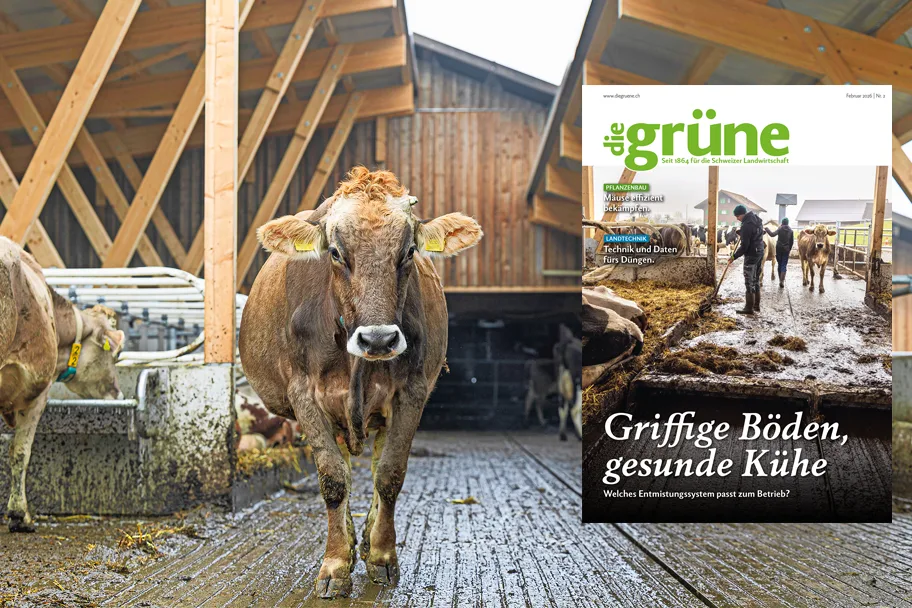 «die grüne» im Februar 2026 – Griffige Böden und gesunde Kühe