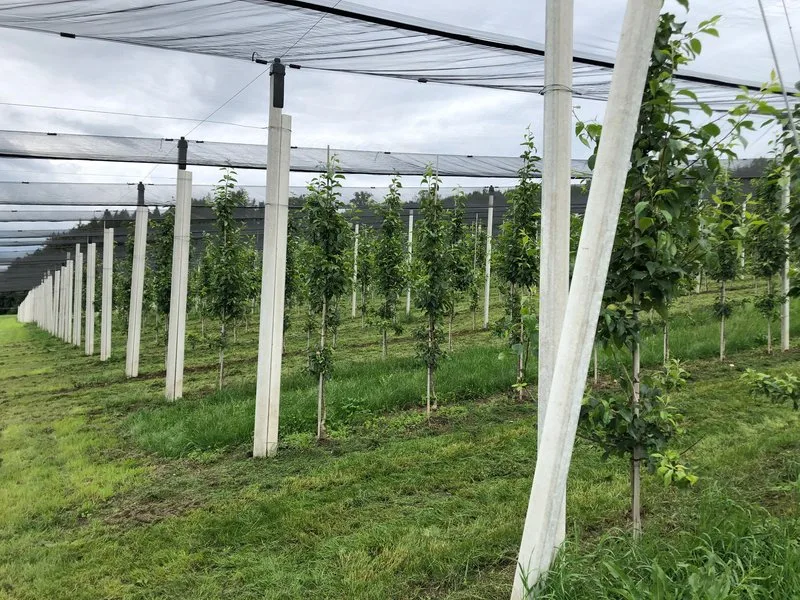 obstanlage_mit_hagelnetzt_2-800px Ab der Ernte 2022 gilt in der Schweiz ein nationales Nachhaltigkeitsprogramm für Kernobst