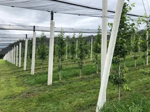Mehrere Massnahmen im neuen Nachhaltigkeitsprogramm befassen sich mit Hagelschutznetzen. Neben dem Schutz der Kultur vor Hagel sollen sie seitlich parallel zu den Längsreihen den Abdrift von Pflanzenschutzmitteln reduzieren. Ausserdem seien sie nach der Blüte zu schliessen.