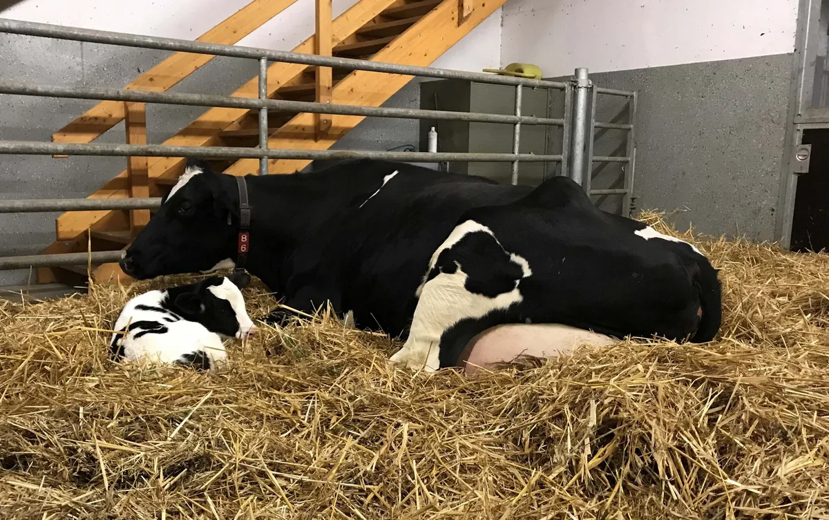 6cbbdea3989b33a91ccd64182ff87f44da5d1d1b Bereits kleine Anpassungen können eine stressfreiere Abkalbung für Kuh und Kalb bedeuten. (Bild zVg)