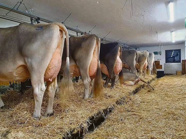 Einblick in den Stall von Familie Klocker im Zillertal.