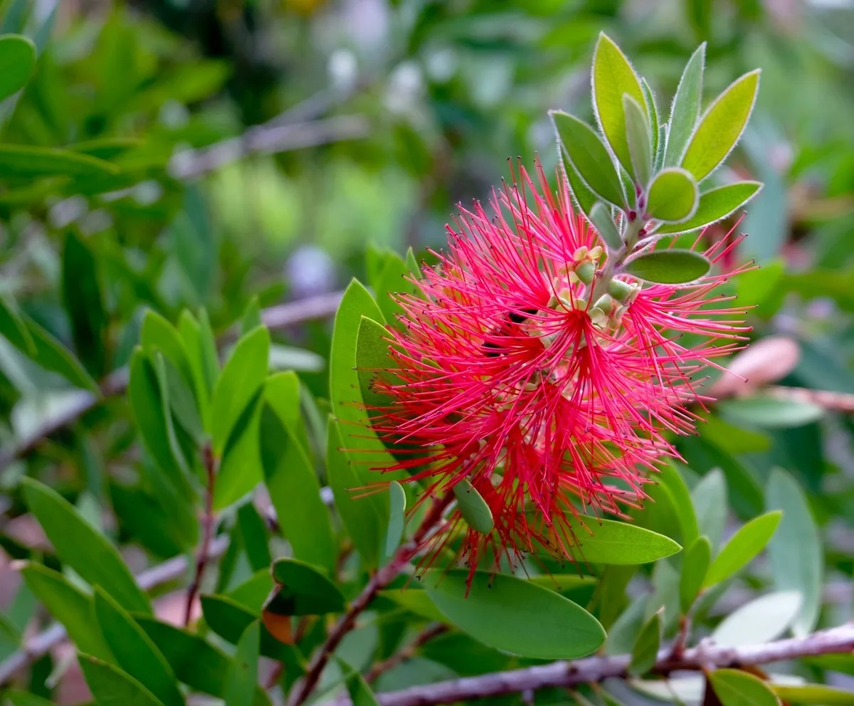 a5603dc7b37e35430f9d9e7b7935be9e577eca8a Es sollen 50 «Zylinderputzer» an Privatpersonen verkauft worden sein, an deren Wurzeln Riperisella hibisci leben. (Bild Couleur / Pixabay)