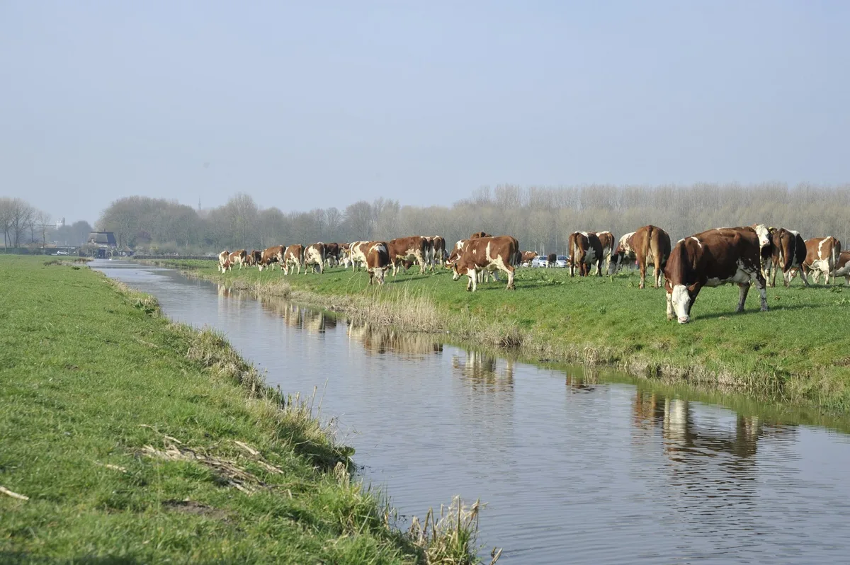 54e702e7d79cf14f3c4b39afdb87eafc83178f64 Die EU (hier ein Bild aus Holland) will zusätzlich zum Käse weitere Bereiche öffnen für Freihandel mit der Schweiz. (Bild lid)