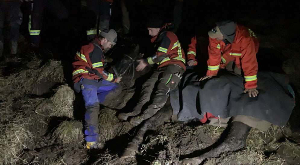 Rega rettet in Morast eingesunkenes Pferd