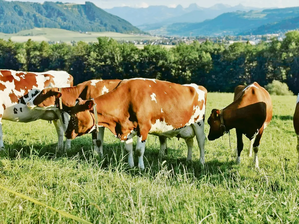 8b9a33bfaa4e43cd605c0fbdefeec0cee8580391 Viele Red-Holstein-Kühe leiden zunehmend an ansteigenden Becken. Dies habe Auswirkungen auf die Fruchtbarkeit. Swissgenetics dürfe keine Stiere von solchen Mütter mehr ankaufen, wird gefordert.(Bilder sb)