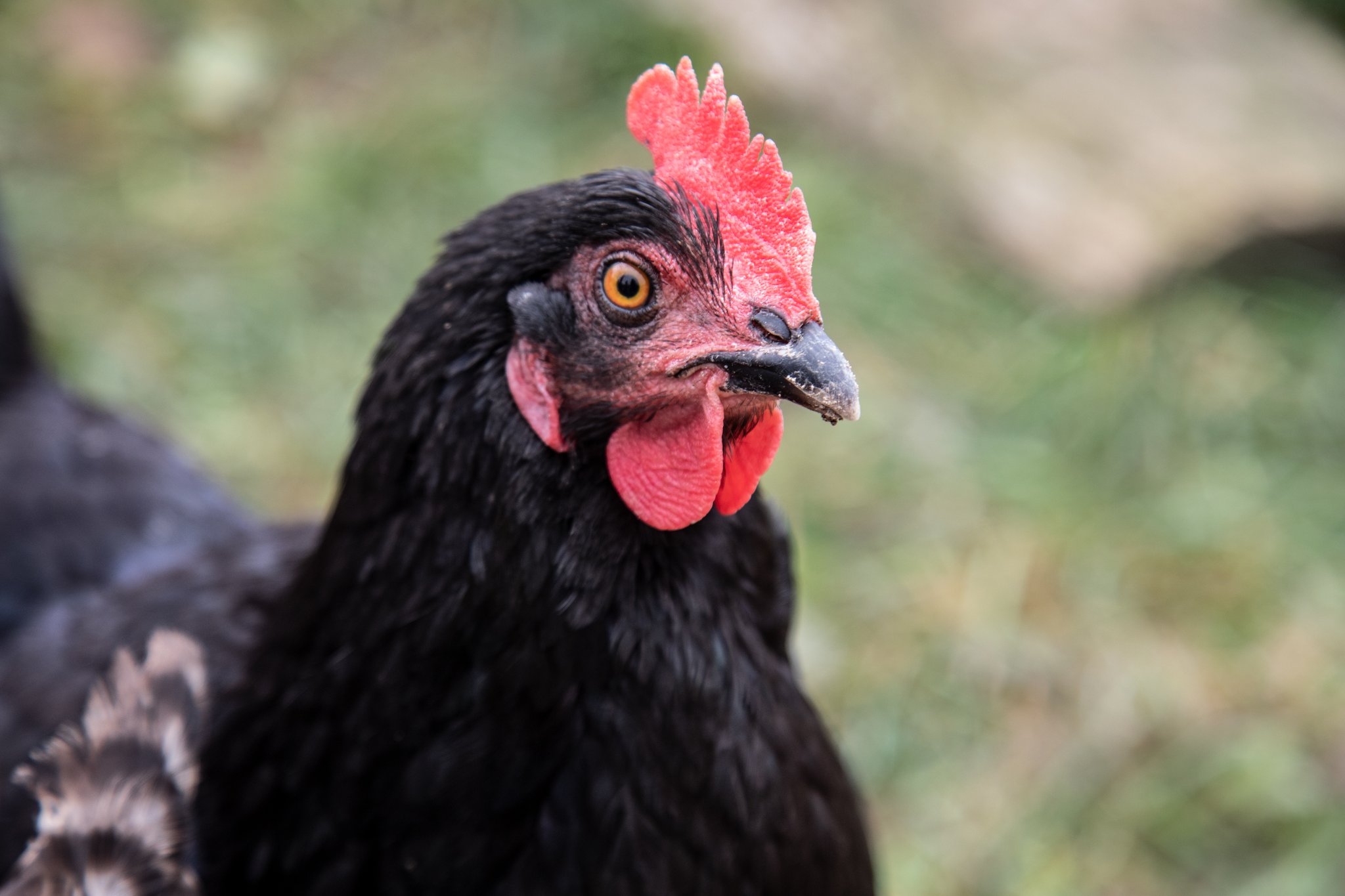 Nahaufnahme einer schwarzen Henne.
