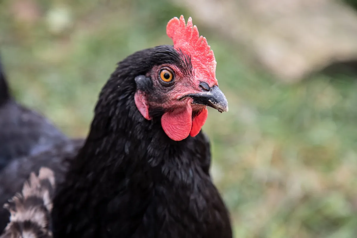 Nahaufnahme einer schwarzen Henne.