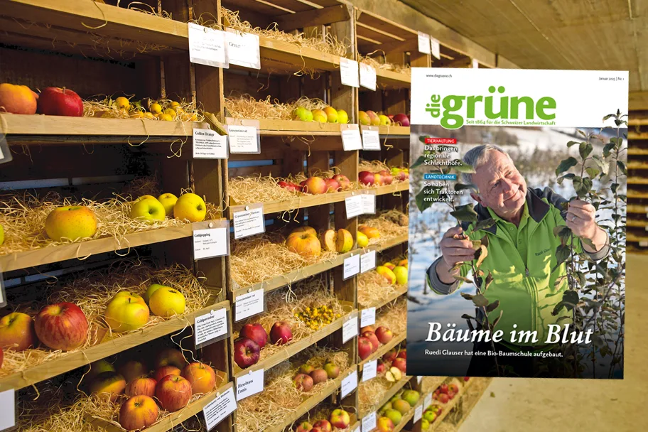 «die grüne» im Januar 2025 – Bäume im Blut