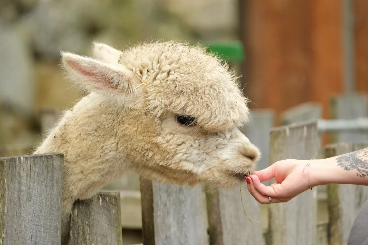 Alles über Lamas, Alpakas und andere weniger bekannte Nutztiere in der Schweiz