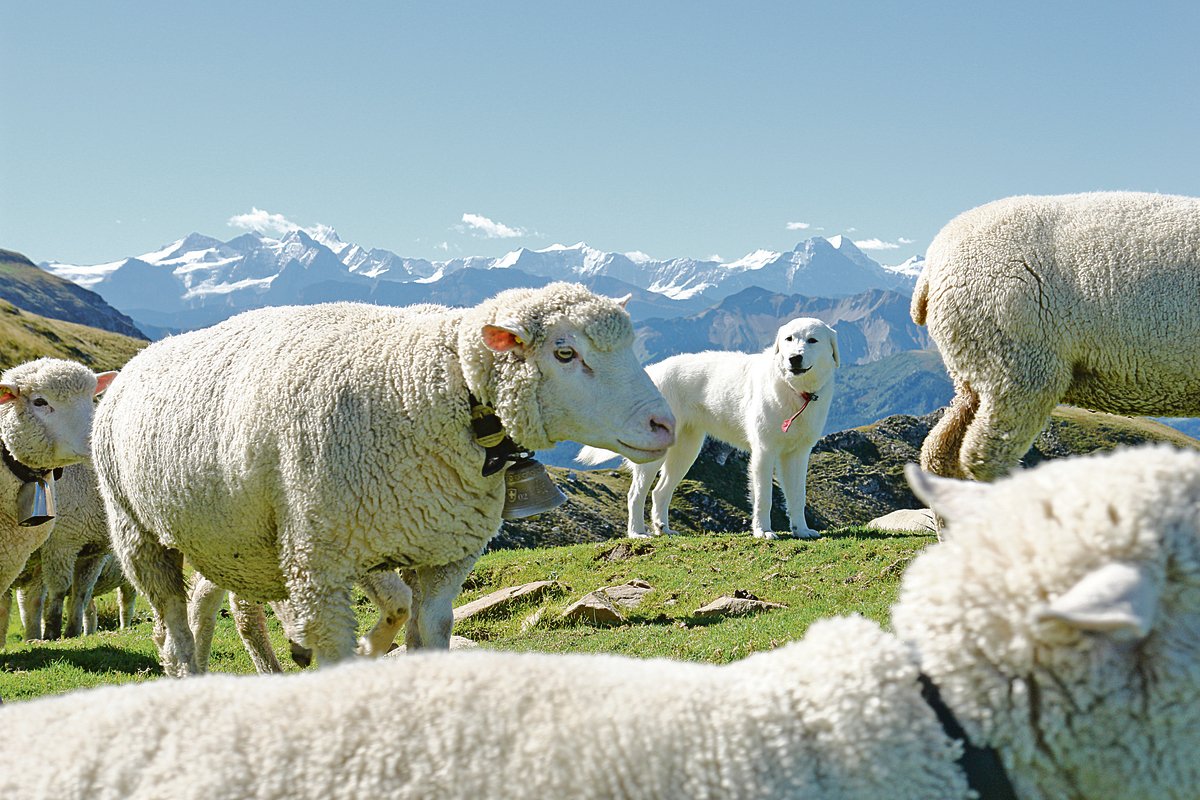 Auf den untersuchten Schafalpen in Uri und im Wallis nahmen die Kosten wegen Herdenschutz stark zu.(Symbolbild BauZ)