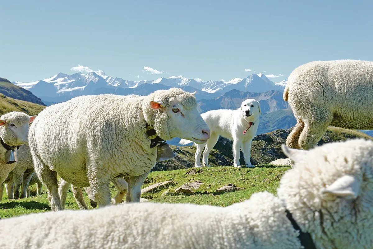 1bb14da208be9ae5b3515c5ac31fcaf5c1b95743 Auf den untersuchten Schafalpen in Uri und im Wallis nahmen die Kosten wegen Herdenschutz stark zu.(Symbolbild BauZ)