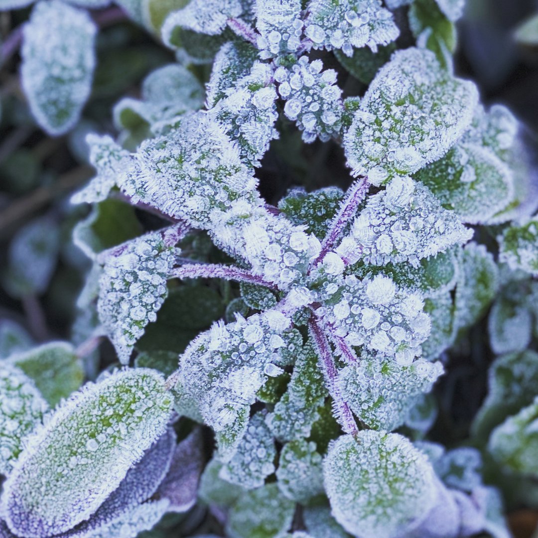So überwintern Gartenkräuter