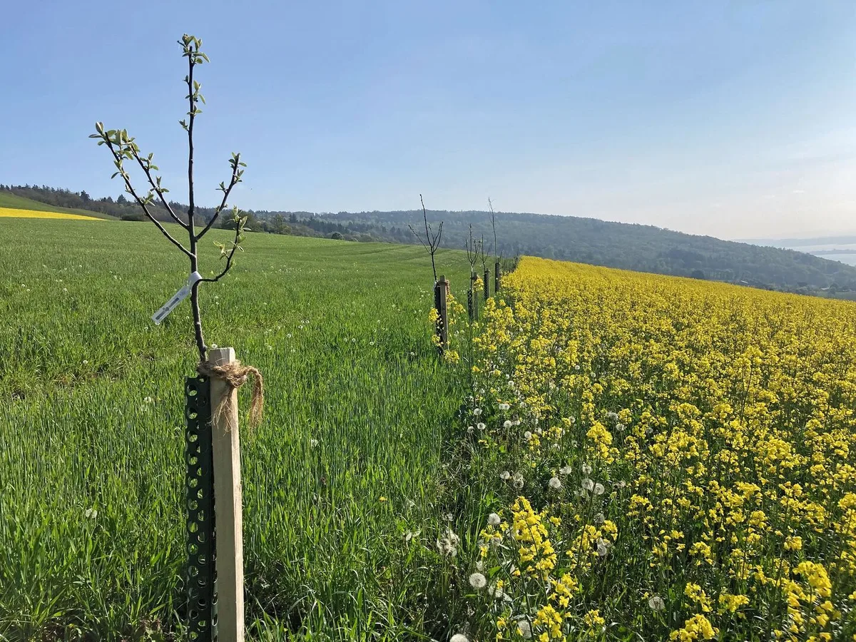 49a73e4faea3aad516cfbe9f4d9b10e1c776a5daabcaedb94f56ee429973a619 Wohin des Weges? FiBL-ForscherInnen arbeiten eng mit den ProduzentInnen zusammen und untersuchen innovative Formen der Landwirtschaft.