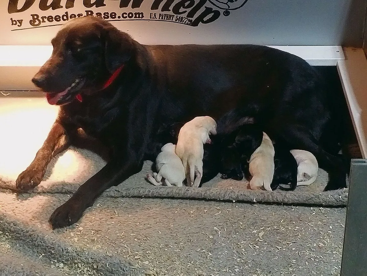 Tilly und ihre vier hellen und fünf schwarzen Labrador-Welpen warten in den USA auf die Rückkehr von Melanie Annegers.