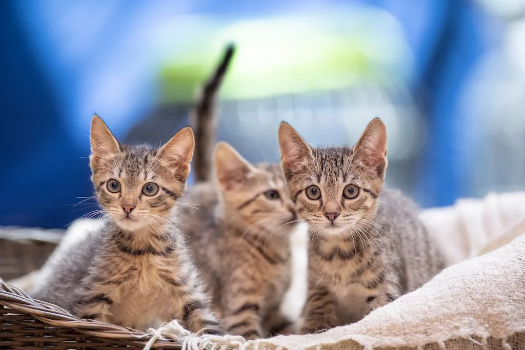 Katzen_tbb Kastrieren oder Sterilisieren gegen das «akute Katzenproblem» in der Schweiz