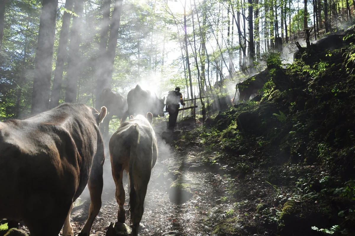 9817ac6422ab6fa466b4cbfa8746f6dead061294 Auf die Alp dürfen nur gesunde Tiere. Vorgängig müssen die Euter kontrolliert, die Fütterung angepasst und gegebenenfalls Impfungen durchgeführt werden. (Bild BauZ)