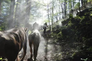Auf die Alp dürfen nur gesunde Tiere. Vorgängig müssen die Euter kontrolliert, die Fütterung angepasst und gegebenenfalls Impfungen durchgeführt werden. (Bild BauZ)