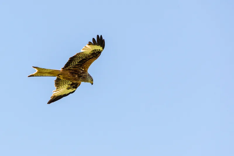1b25d8756edf49bc4bfaf1a7bee47376a631de93 Ein Rotmilan bei der Beutesuche: Da der Greifvogel ein Aasfresser ist, hält er nach toten oder verletzten Tieren Ausschau. (Archivbild BauZ)