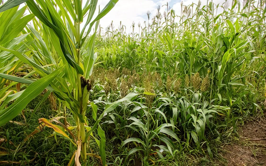 Sorghum hat viel Potenzial als mögliches Futtermittel in trockenen Zeiten