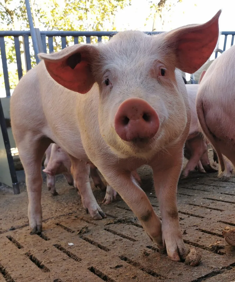 Schweinezyklus: Das Berechnungsmodell für den Jagerpreis wird angepasst