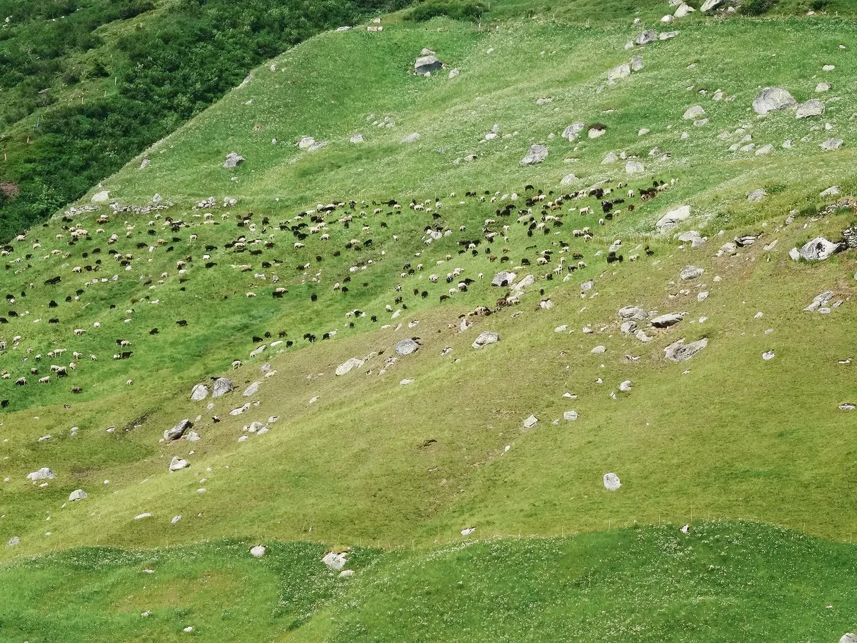 467785acea7a503bd008db1a18abe07a9a1b7054 Kantonspolitiker fürchten, dass Alpen wegen des Wolfs weniger bestossen werden und fordern Gegenmassnahmen.(Archibild BauZ)
