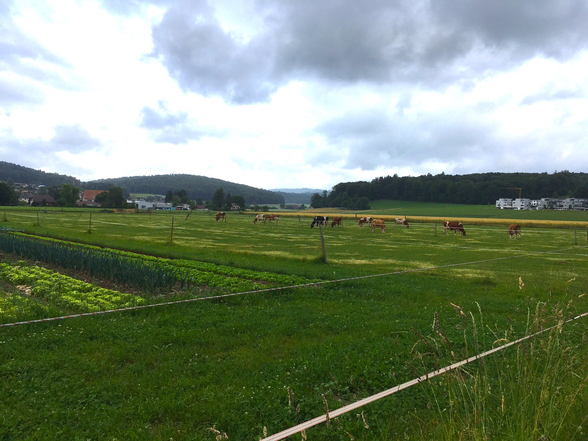 2021 zeigt trotz Regensommer einen mittleren Temperaturanstieg
