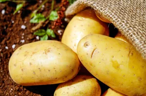 Wegen trockenem Boden musste vielerorts vor der Ernte bewässert werden.