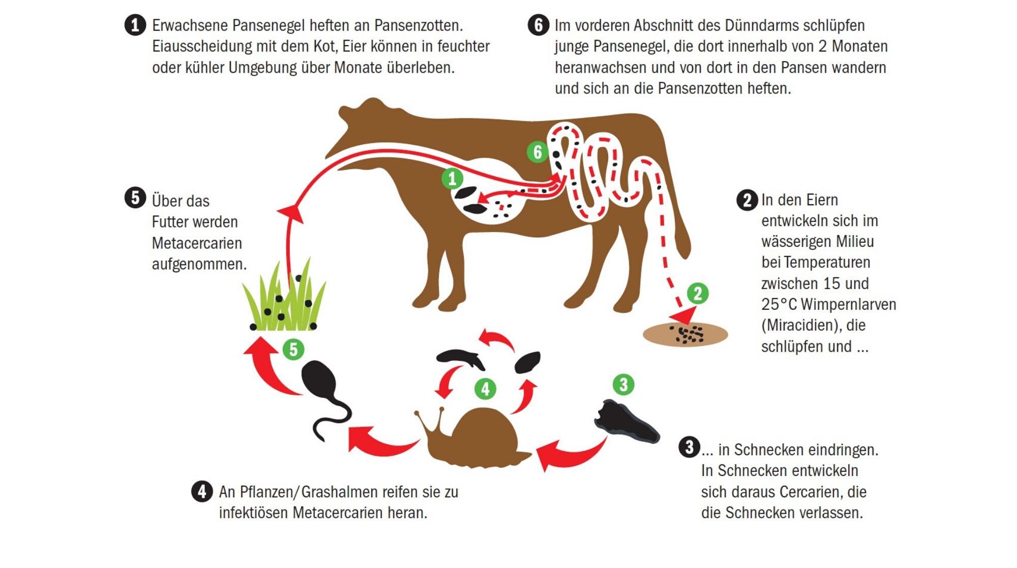 Der Zyklus des Pansenegels. (Quelle vetmedica.de/Grafik Nicole Geiser)