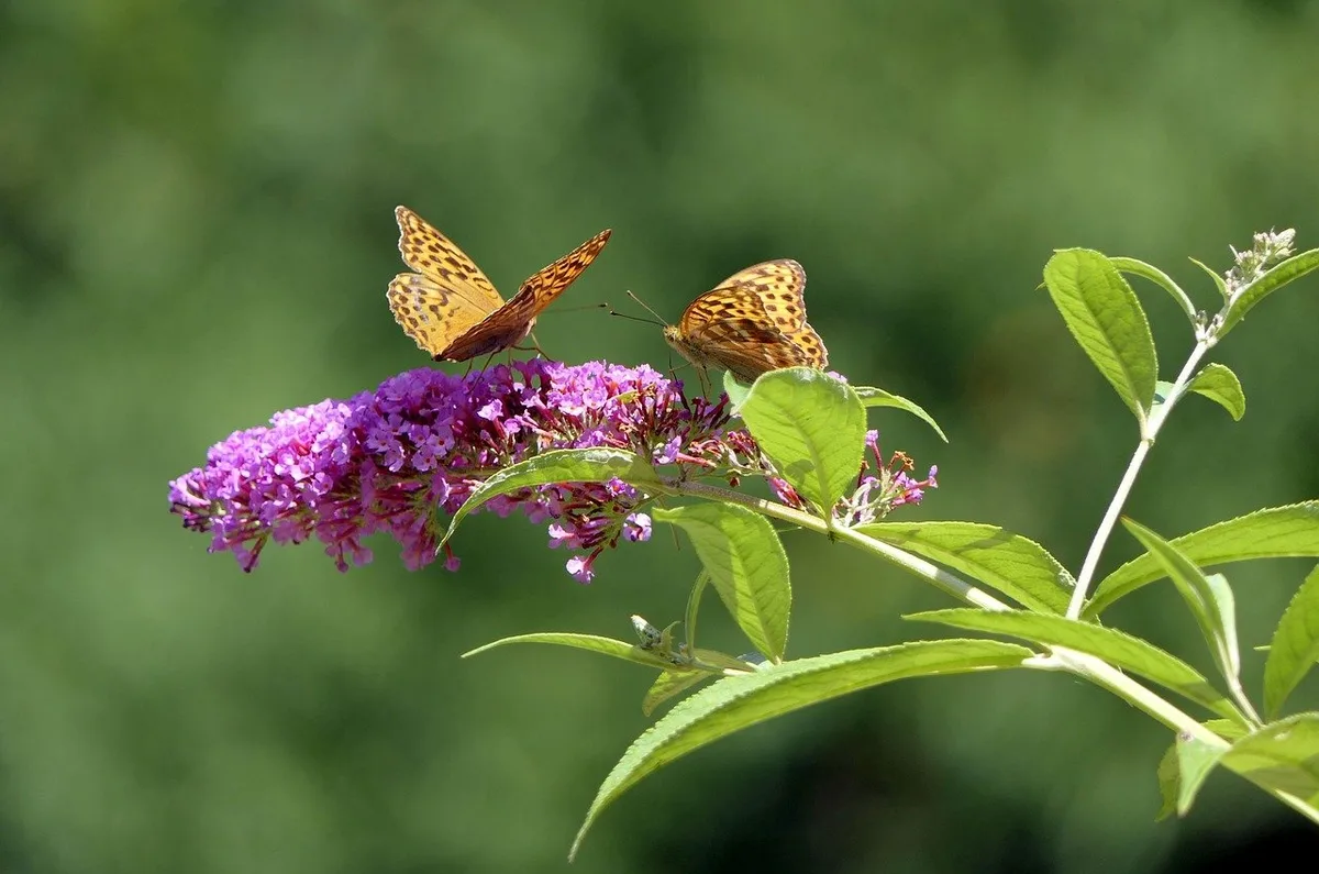 298a0353ebc7dc3c1b414deea52cd7657a95757c Der Sommerflieder ist ein invasiver Neophyt, der zwar schön aussieht, für die einheimische Biodiversität aber problematisch ist. (Bild Pixabay)