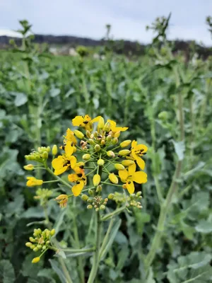 Raps in Blüte: Die Insektizidbehandlungen sind abgeschlossen. Der Schaden des Glanzkäfers ist vollbracht.