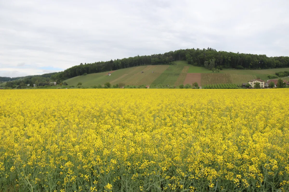 raps_feld_bluehend Kulturland erzielt im Zürcher Weinland einen hohen Erlös
