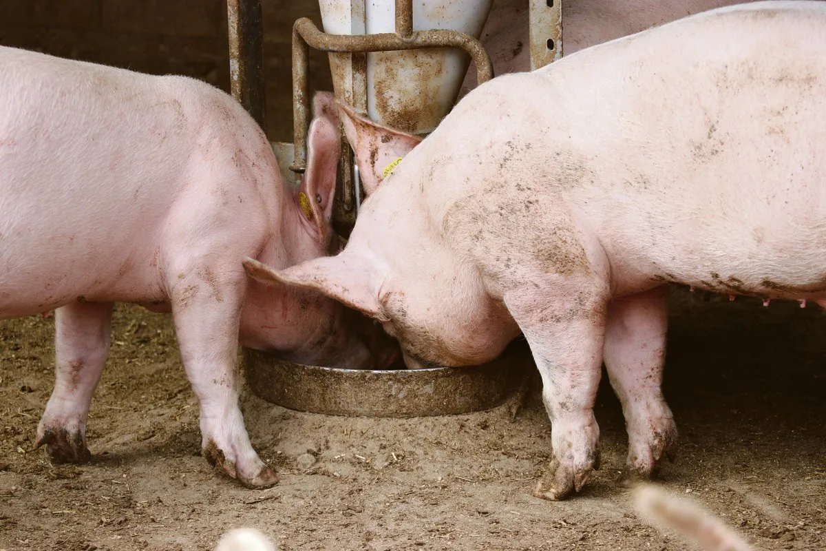 ccba3dd3aa934d9100e481beb98d9d3049045624 Nach harten Jahren hat sich der Schweinemarkt seit 2019 wieder entspannt.(Bild BauZ)