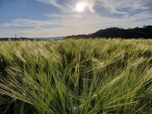 Die Getreideernte fiel deutlich höher aus als im Vorjahr.