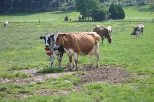 Eine Begrenzung der Herdengrösse sei sinnvoll, da sie ein entscheidender Faktor für das Tierwohl sei. (Bild BauZ)