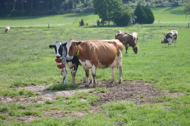 89ad2b571bcaa4c0e69620da08a993bf12072346 Eine Begrenzung der Herdengrösse sei sinnvoll, da sie ein entscheidender Faktor für das Tierwohl sei. (Bild BauZ)