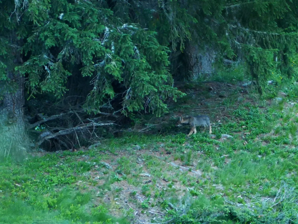 b4be8ad08addd51234db22b8b670e86db37afc8f Die Hinweise auf ein drittes Wolfsrudel im Kanton Graubünden haben sich bestätigt. (Bild Amt für Jagd und Fischerei)
