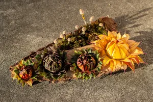 Die Blüten als Gesteck zusammengefügt sind ein Highlight als Dekoration. Die Eichenhütchen-Pilze mit dem Moos ergänzen den herbstlichen Look.