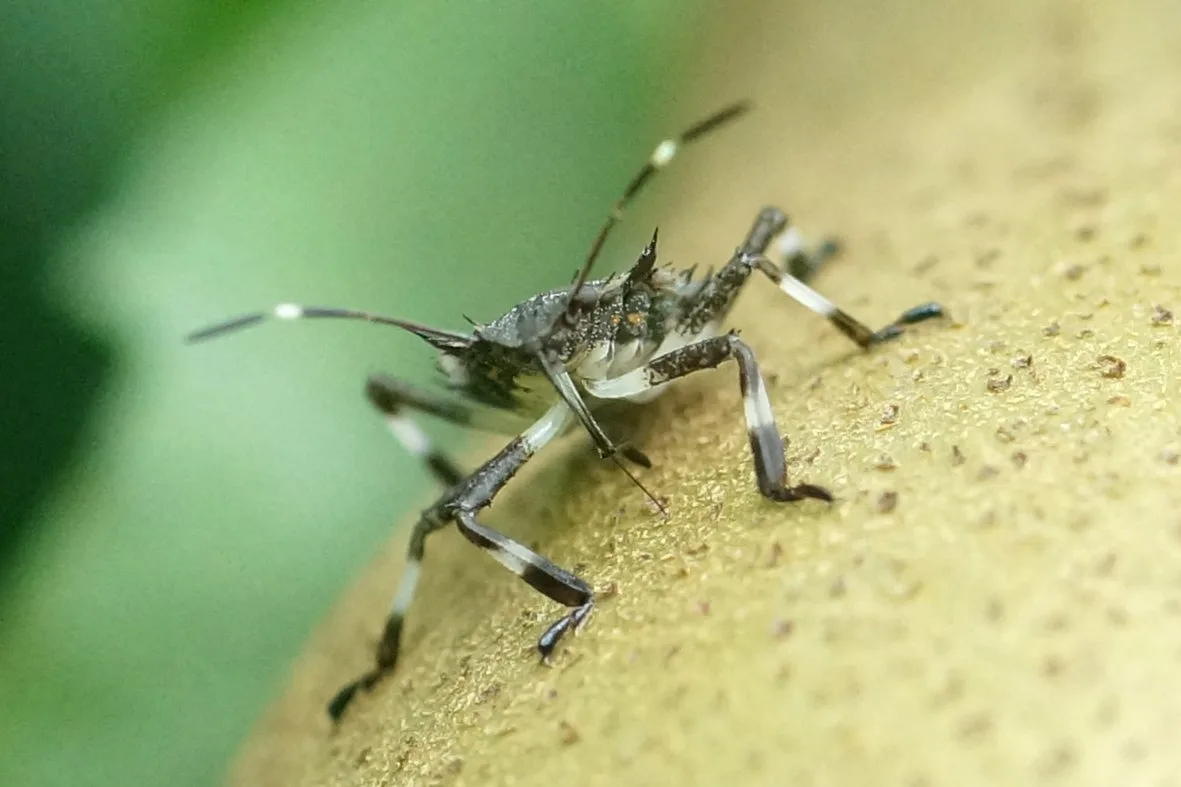 B_190808_halyomorpha_2tes_nymphenstadium_saugt_kaiser_alexander_birnen_szad_nah Forscher erwarten starken Anstieg von invasiven Insektenarten