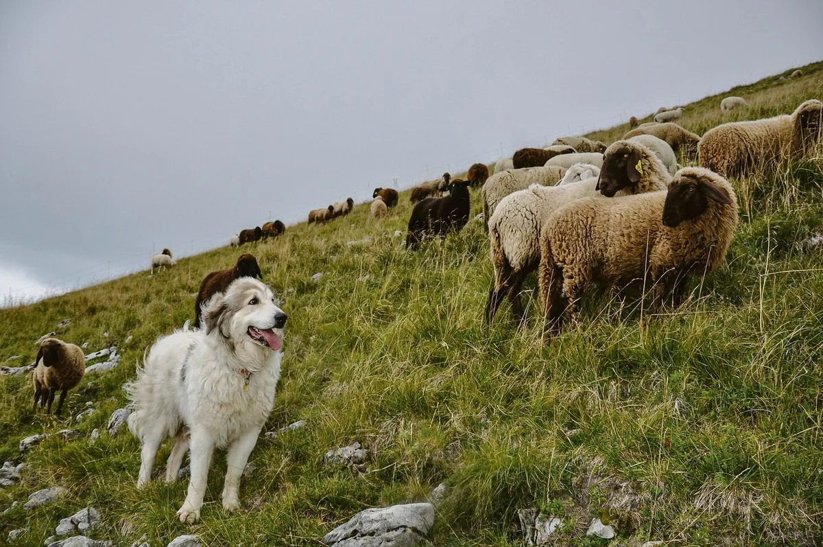 6655d413fef69fb088fcb74bf816375a0faf5732a18349faae646b8c62c62e03 Nicht jeder Betrieb bekommt einen Herdenschutzhund