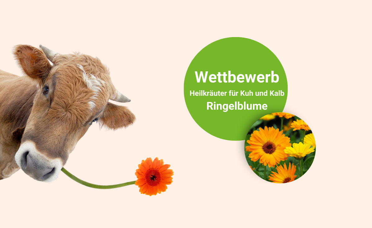 Die Ringelblume und ihr Spitzname