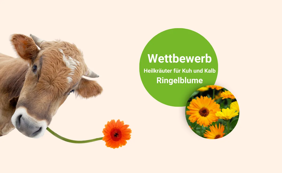DG_-_Ringelblume_Landingpage Die Ringelblume und ihr Spitzname