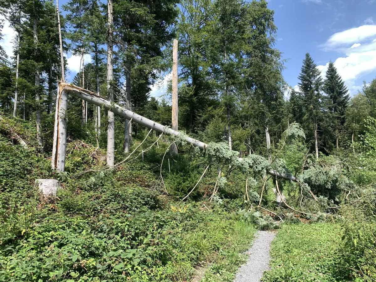 Baum_über_Weg Prävention im Forst: Es haften nicht die Wald-, sondern die Werkeigentümer